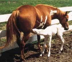OLWS Frame Overo is associated with Lethal White Foal Syndrome (LWF) Mutation in gene supposedly produces frame overo O/O Test for this