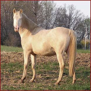 Horse Colour can be