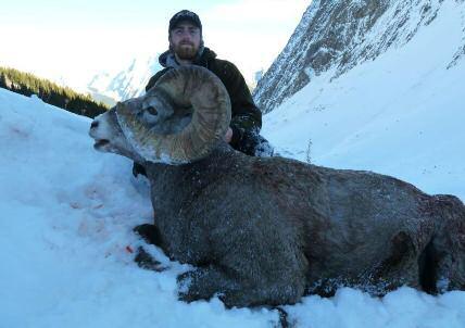 British Columbia Bighorn Sheep Hunt: Full Curl Minimum $20,000 plus $10,000 trophy fee-guaranteed Tag Grizzly This is our very best British Columbia hunt for Rocky Mountain bighorns.
