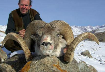 Discounted Hunts for Marco Polo Sheep These hunts take place in either Tajikistan or the Kirgizia region of Kyrgyzstan.