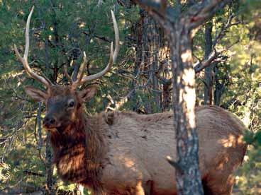 Elk Hunts License Required Tag Required Hunt Numbers Required Legal Methods of Take Legal Animal Definition Bag Limit LEGAL REQUIREMENTS n Distribution For further information on elk, their habitat,