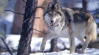 It can be difficult to distinguish wolves from coyotes, especially when the sighting is brief, the animal is far away, if it s a juvenile wolf, or a wolf in its summer coat.
