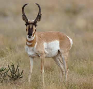 Pronghorn Antelope Hunts n Distribution For further information on pronghorn antelope, their habitat, range, natural history, or where you can hunt them in Arizona, please visit www.azgfd.gov.