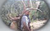 All Species Archery Rifle Muzzleloader Hunts