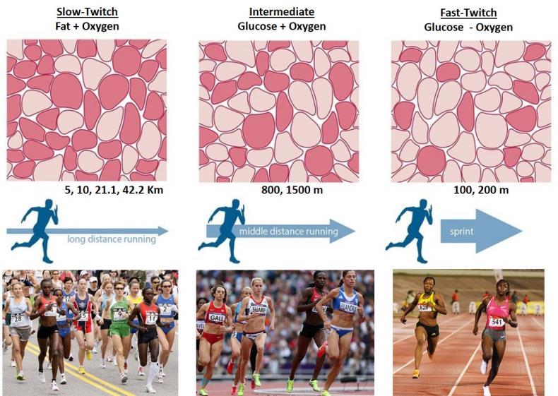 Chart 1. Illustrates the appearance of different muscle fiber types in our skeletal muscles. Note the different fiber type makeups due to specialization for the different running events.