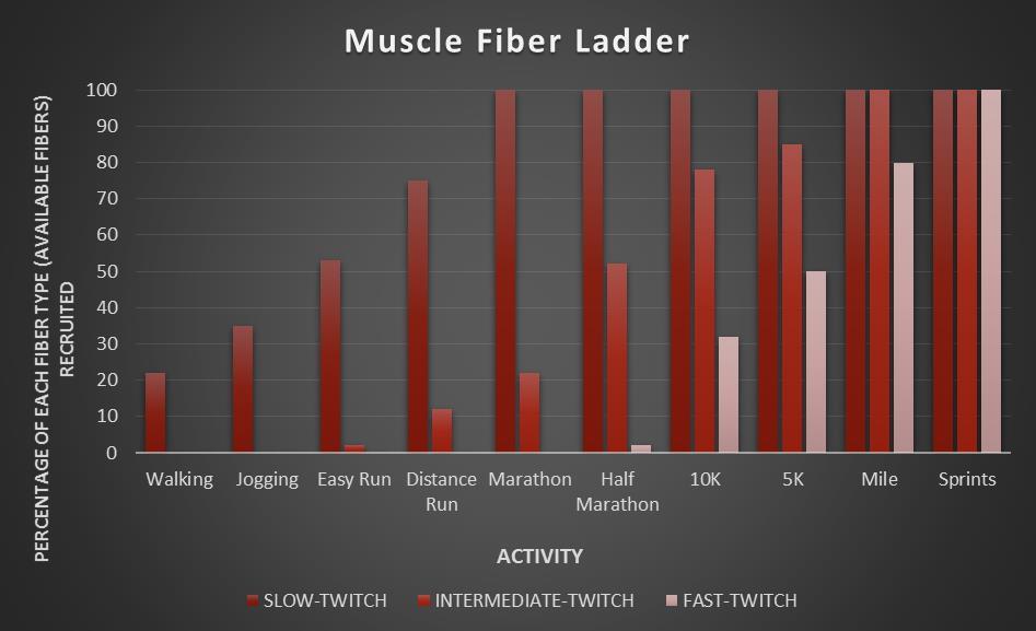 Chart 2. Illustrates how a hypothetical distance runner (i.e., a runner with mostly slow-twitch fibers) might recruit different fiber types at different paces.