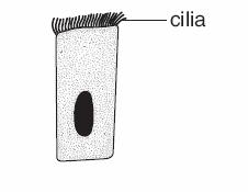 (ii) Give one reason why it is easy for gases to pass across the wall of an alveolus. () (c) The diagram below shows a ciliated cell from the lining of the airway.