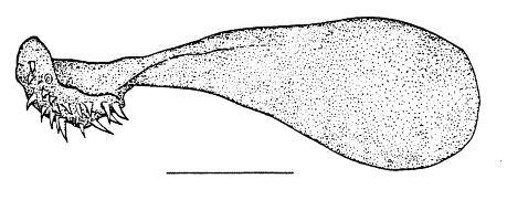 (Atheriniformes) Fig. 13. Notocheirus hubbsi, MU I-307. Fig. 14.