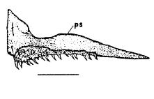 Scale bar: 1 mm. Fig. 16. Iso natalensis, MU I-227, 40.1 mm SL.