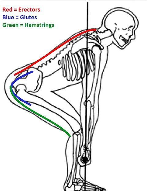 Trunk extension in a rowing stroke Current literature has explored the muscle activation and kinematic patterns of the trunk during the rowing stroke (Pollock et al. 2009, 2014; McGregor et al.