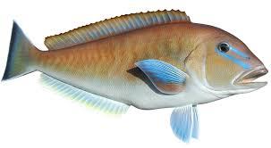 www.norfolkanglersclub.com When targeting Blueline Tilefish anglers will set up in water around 300 feet deep.
