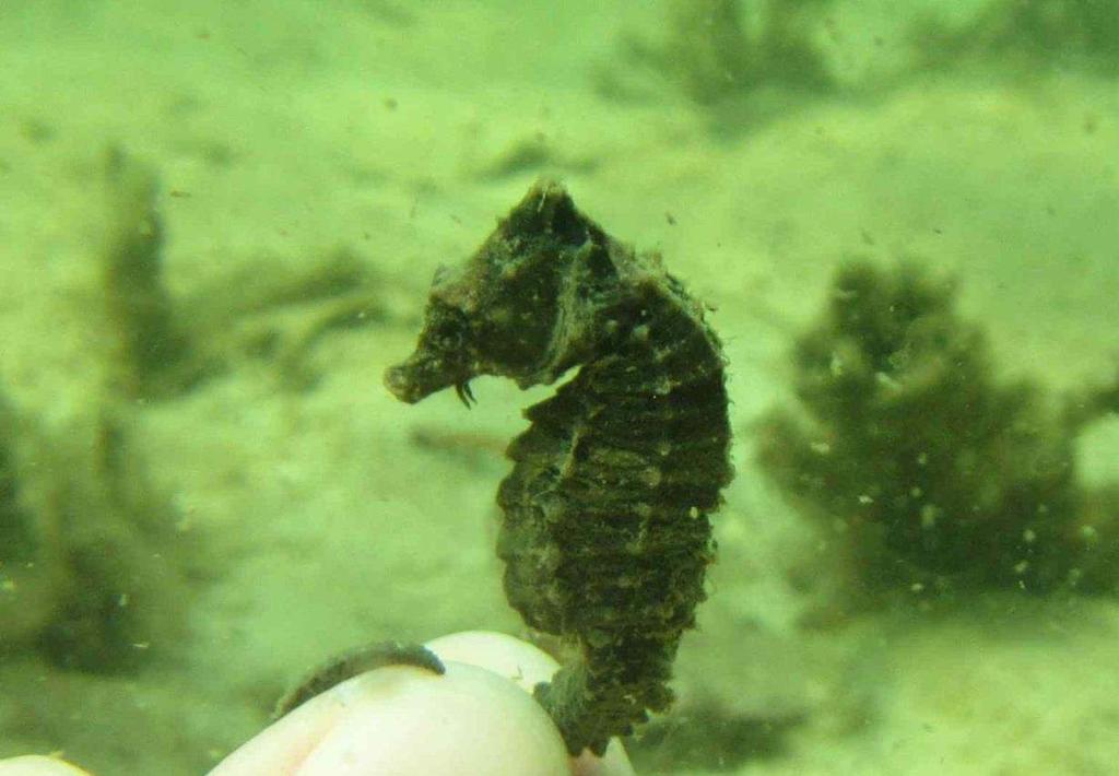 Other seahorse species H.