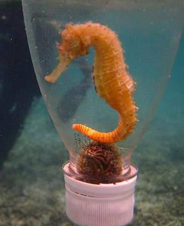 Seahorse status CITES Appendix II includes species not necessarily threatened with extinction, but in which trade must be controlled in
