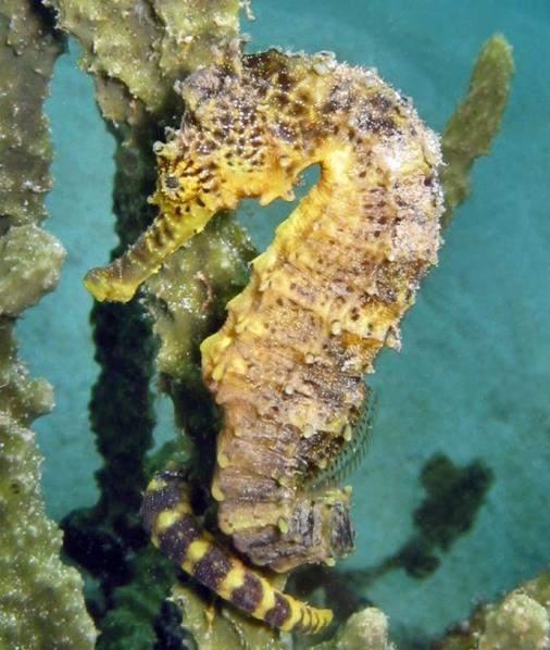 Spatial surveys Where do seahorses live?