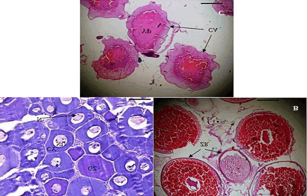 Fig. 2: Histological section of R.f.kutum ovary showing oocytes development.