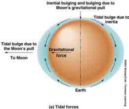 Tides Gravitational attraction to the Moon and Earth s rotational inertia produce bulges on the ocean surface Earth s rotation beneath these bulges causes a cyclic rise (flood tide) and fall (ebb