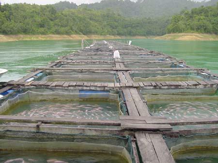 FISH PRODUCTION IN RESERVOIRS Reservoirs have high potential for small-scale cage aquaculture and enhanced