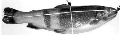 length (from tip of 'nose' to tip of tail along lateral line) cm circumference (all the way around fish at