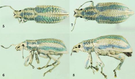 Two Species of Compsus Schoenherr Insecta Mundi 0227, April 2012 9 Figures 5 8. Habitus. 5) C. viridivittatus male dorsal. 6) C. viridivittatus male lateral. 7) C. viridivittatus female dorsal. 8) C.