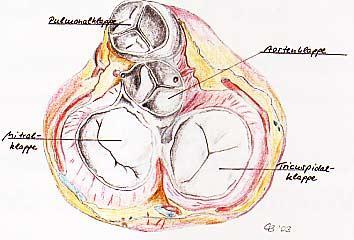Figure 2. The four heart valves (1). The four heart valves are located at the entry and exit points of the heart chambers.