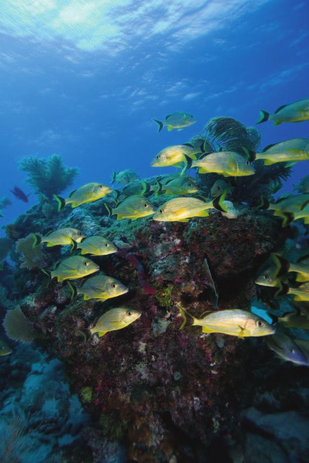 Important Links» Florida Keys National Marine Sanctuary http://floridakeys.noaa.