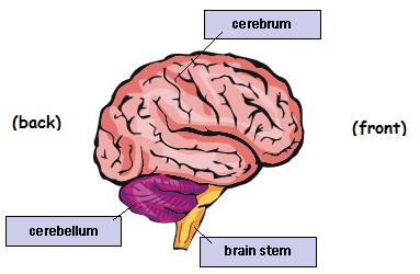 Visible Light: Light and the Brain There are three main parts that make up the brain called the cerebrum, the cerebellum and the brain stem (medulla). 1. The cerebrum fills up most of your skull.