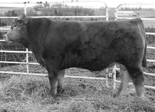 22 47 0.13 0.36 3 4 He is homozygous polled and is black. His calving ease EPD is in the top 10%, weaning weight top 10%, yearling weight top 5%, milk top 10% and total maternal top 4%. He gained 4.