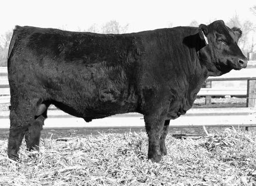 His milk EPD is in the top 4% and total maternal is in the top 10%. He ranked 9th for cost of gain and 9th for rate of gain out of 37 bulls. His average daily gain on feed was 4.61 lbs.