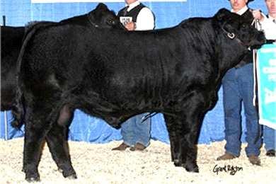 Adj Adj Adj Scr Frame.. There is very little semen left on this deceased bull. This homo black and polled purebred has really caught the eye of Gelbvieh breeders.