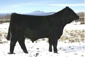 Secret Weapon's super seven year old dam sports a calving ease pound average birth weight on her seven calves while spreading growth at pounds on day weight.