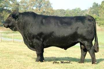 Adj Adj Adj Scr Frame.. One of the highest performance bulls in the breed. Use him to add muscle and growth. WVR Weaver Lester L COCOA C AR BUCK NETTIE TEJAS ROLLS ROYCH CHABLIS BMW JULIA.