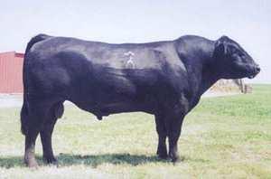 Daughters are feminine, quiet and attractive. Sons are clean patterned, high performance and are stylish, well balanced bulls with large testicles.