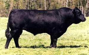 Vision sons have been sale toppers for many years. Use this great breeding bull to add marketability and quality to your calf crop............... Echo is one of the most popular black sires in the breed.