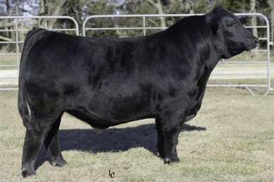 success as an outstanding low birth weight sire.