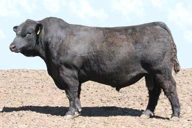 ............ Excellent red Balancer bull to use on heifers. His epd's rank him in the top % for CE and while still being in the top % for growth.