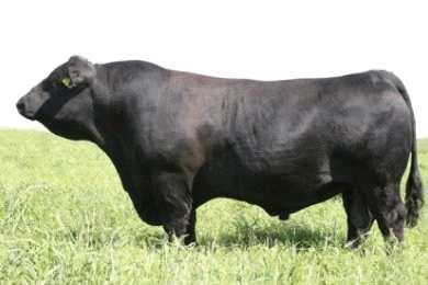 * From a Dam of Distinction with a ratio on calves! * From a sire, A A R Ten X S A, that continues to be the most widely used bull in the Angus breed, with proven EPD accuracy! * A.J.