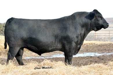 DCSF Post Rock Highly Focused A popular pedigree for Balancer genetics and calving ease. Extreme calving ease and marbling in this Balancer. Balancer % MakeUp:.% GV.% AN Adj Adj Adj Scr Frame.