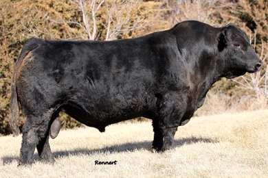 . Investigator brings the balancer % into exceptional calving ease and great growth. The pedigree is well known and the cow family has a load of proven Dam of Merit females.