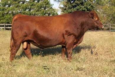 JRI Enhancer U Scurred One beef packing machine, phenotypically flawless made, young Balancer sire. Incredible, pound yearling weight/. centimeter yearling scrotal.