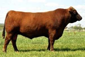 Buy the sons with confidence if you sell cattle on a grid or you feed out your cattle in a feedlot. Considered a top sire for ERT's (Economic Relevant Traits).............. Diluter Free.