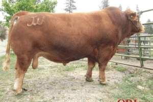 Sired by breed favorite JDPD Astro (deceased/no semen available) delivers the Real World characteristics demanded by todays cattlemen.
