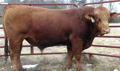 and ratios on Pistol Pete's maternal plus dam.............. One of the most popular National Champions in recent years.