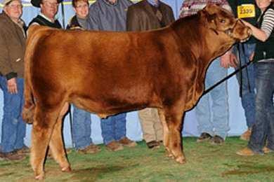 Has great length of body and thickness and could prove to be the carcass bull of choice for Gelbvieh breeders looking for red genetics.