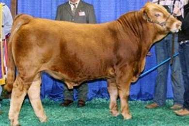PB Adj Adj Adj Scr Frame. Grand Champion Bull at the North American International Livestock Expo in Louisville. Excellent low birth to growth spread from one powerful cow family.