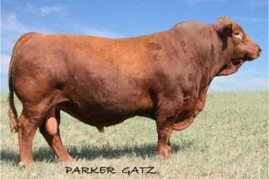 *Super combo of calving ease, beef and carcass value. *Awesome cow family backed with multigenerations of honored Dam of Merit/Dam of Distinction females............... Reserve National Champion Bull.