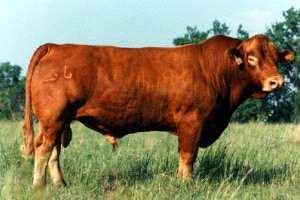 He continues to sire sale toppers, show winners, and you will be proud to be the owner of a bull, steer, or female that is sired by Freedom.