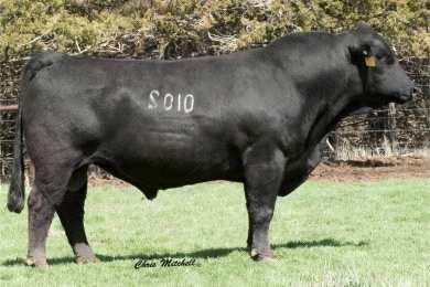 Incredible LWHF Sandy M cow family. Low birth, super growth genetics with excellent carcass merit............. Hetero.