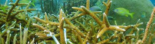 Coral current and candidate ESA species Data sources Nova Southeastern University (SCREAM) Florida Reef Resilience Program (FRRP) Coral Reef Ecosystem Monitoring Program