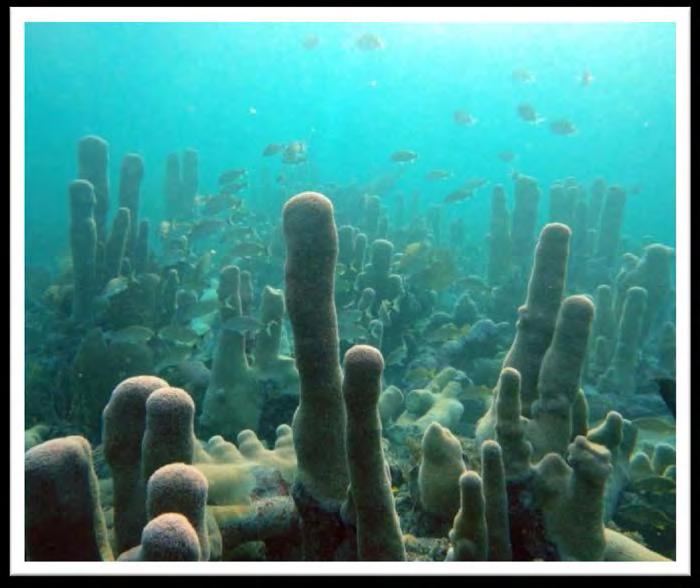 What proportion of sites with Threatened Pillar corals are present in current zones?