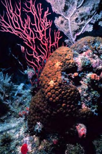 reefs Coral ESA species